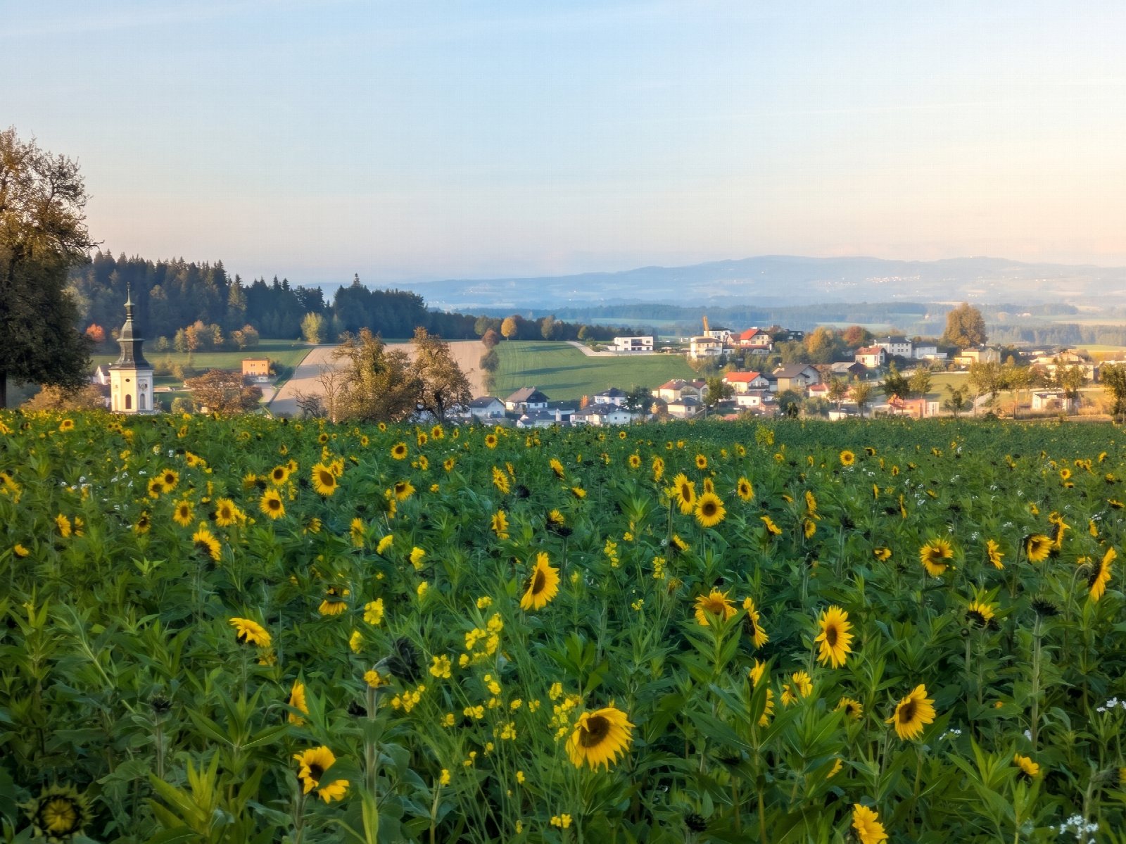 Blick über Taiskrichen mit Sonnenblumenfeld